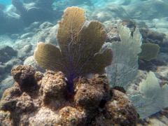 Venus Sea Fan